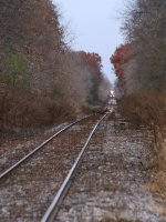 A single doe crosses the tracks as L593 approaches from the east